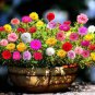 Rose Moss Seed, Mixed Rose Moss Seed, Heirloom Ground Cover, Low Growing 400ct FJ
