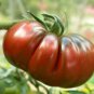 1 oz Black Tomato Seeds, Black Russian Krim, Heirloom Black Tomatoes, 10,000ct FJ