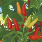 1/4 oz Tabasco Pepper Seeds, Heirloom Non-Gmo Pepper Seeds, Tabasco Seeds 1625ct FJ