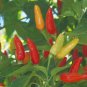 1/4 oz Tabasco Pepper Seeds, Heirloom Non-Gmo Pepper Seeds, Tabasco Seeds 1625ct FJ