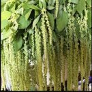 1/4oz Love Lies Bleeding Seeds, Green, Tassel Flower, Amaranthus, Heirloom Seed FJ