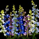 Lupine Seeds, Dwarf Pixie Lupine, Wildflower Seed, Heirloom Flower Seed, 300ct FJ