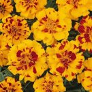 2 oz Dwarf Marigold Seed, Dainty Marietta, Bulk Marigold, Heirloom Seed 24,000ct FJ
