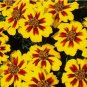 2 oz Dwarf Marigold Seed, Dainty Marietta, Bulk Marigold, Heirloom Seed 24,000ct FJ
