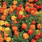 2 oz Marigold Seeds, Tiger Eyes , French Marigold, Heirloom Bulk Seeds 24,000ct FJ