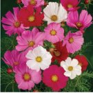 1 oz Pink Cosmos Seeds, Pysche Mix, Heirloom Cosmos Seeds, Bulk Cosmos Seeds FJ