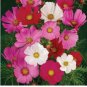 1 oz Pink Cosmos Seeds, Pysche Mix, Heirloom Cosmos Seeds, Bulk Cosmos Seeds FJ