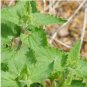 1 oz Catnip Seeds, Heirloom Cat Nip Seed FJ