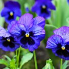Blue Pansy Seeds, Ullswater, Blue Viola Seeds, Blue Pansies, Heirloom Seeds 50ct FJ