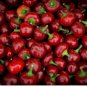 Pimento Seeds, Mild Pepper Seeds, Sweet Pimento, Heirloom Non GMO Peppers, 100ct FJ