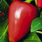 Pimento Seeds, Mild Pepper Seeds, Sweet Pimento, Heirloom Non GMO Peppers, 50ct FJ