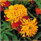 Mixed Marigold Seeds, Tiger Eyes, French Marigolds, Heirloom Seeds, 100ct FJ