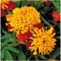 Mixed Marigold Seeds, Tiger Eyes, French Marigolds, Heirloom Seeds, 100ct FJ
