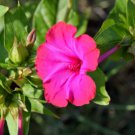 Pink Four O'clock Seeds, Non-Gmo Heirloom Flower Seeds, Annual Flower Seeds 75ct FJ