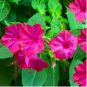 Pink Four O'clock Seeds, Non-Gmo Heirloom Flower Seeds, Annual Flower Seeds 75ct FJ