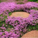 Red Creeping Thyme Seeds, Groundcover Seeds, Heirloom Non-GMO Seeds, 100ct FJ