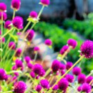 Globe Amaranth Seeds, Purple, Heirloom Flower Seeds, Very Unusual Flowers, 50ct FJ
