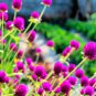 Globe Amaranth Seeds, Purple, Heirloom Flower Seeds, Very Unusual Flowers, 50ct FJ