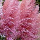 Pampas Grass Seeds, Pink & White, 2pk Special, Heirloom Ornamental Grass Seeds FJ