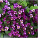 Alyssum Seeds, Oriental Nights, Ground Cover Seeds, Heirloom Flower FJ