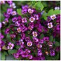 Alyssum Seeds, Oriental Nights, Ground Cover Seeds, Heirloom Flower FJ