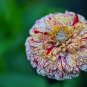 Mixed Zinnia Seed, Candystripe, Heirloom Zinnia Seed, Non-Gmo Flower Seed, 400ct FJ