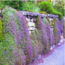 Rock Cress Seeds Cascading Purple, Heirloom Groundcover Seed Perennial 50ct Pack FJ