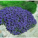 Rock Cress Seeds Cascading Blue - Heirloom Groundcover Seeds Perennial 50ct Pack FJ