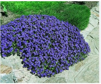 Rock Cress Seeds Cascading Blue - Heirloom Groundcover Seeds Perennial 50ct Pack FJ