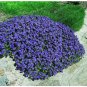 Rock Cress Seeds Cascading Blue - Heirloom Groundcover Seeds Perennial 50ct Pack FJ