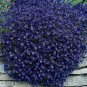 Rock Cress Seeds Cascading Blue - Heirloom Groundcover Seeds Perennial 50ct Pack FJ