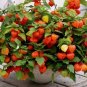 Chinese Lantern Seeds, Heirloom Seeds, Dried Flowers, Eye Catching Blooms, 30ct FJ