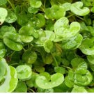 Kidney Weed Seeds, Ground Cover Seeds, Dichondra, Non-Gmo Heirloom Seeds 100ct FJ