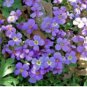 Rock Cress Seeds Purple - Heirloom Groundcover Seeds, Aubrieta Deltoidea, 100ct FJ