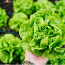 Tom Thumb Bibb Lettuce Seed, Butterhead Lettuce, Heirloom Lettuce Seeds 100ct FJ