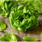 1 oz Tom Thumb Bibb Lettuce Seed, Butterhead Lettuce, Heirloom Lettuce 25,000ct FJ