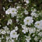 Babys Breath Seeds, Convent White, Ground Cover Seeds, Heirloom Annual, 500ct FJ