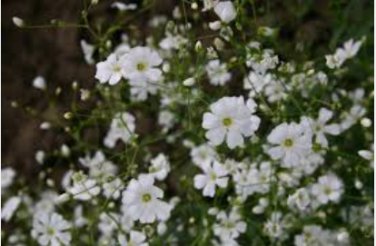 Babys Breath Seeds, Convent White, Ground Cover Seeds, Heirloom Annual, 500ct FJ