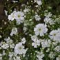 Babys Breath Seeds, Convent White, Ground Cover Seeds, Heirloom Annual, 500ct FJ