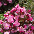 Begonia Seed, Wax Pink Begonias, Wax Begonias, Heirloom NON-GMO Flower Seed 75ct FJ