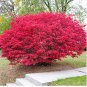 Burning Bush Seeds, Flowering Bush, Heirloom Seed, Bright Foliage Plant 50ct FJ