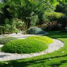 Irish Moss - Bulk, Perennial Groundcover Seeds, Heirloom Moss Seeds, 500ct Pack FJ
