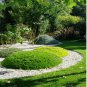 Irish Moss - Bulk, Perennial Groundcover Seeds, Heirloom Moss Seeds, 500ct Pack FJ