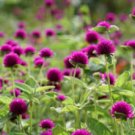 Globe Amaranth Seeds, Purple & White, Flower Seeds, Very Unusual Flowers 50ct FJ