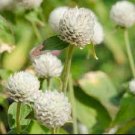 Globe Amaranth Seeds, White, Heirloom Flower Seeds, Very Unusual Flowers, 50ct FJ