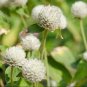 Globe Amaranth Seeds, White, Heirloom Flower Seeds, Very Unusual Flowers, 50ct FJ