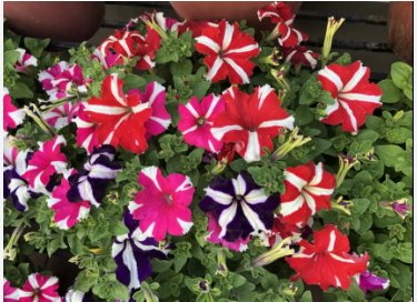 Petunia Seeds, Star Mix, Multiflora Petunia Seeds, Hanging Baskets Non-Gmo, 75ct FJ