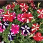 Petunia Seeds, Star Mix, Multiflora Petunia Seeds, Hanging Baskets Non-Gmo, 75ct FJ