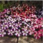 Petunia Seeds, Star Mix, Multiflora Petunia Seeds, Hanging Baskets Non-Gmo, 75ct FJ