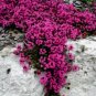 Red Creeping Thyme Seeds, Groundcover Seeds, Heirloom Non-GMO Seeds, 500ct FJ